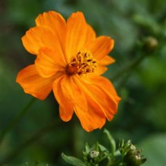 Cosmos sulphureus Mandarin - Cosmos soufré orange