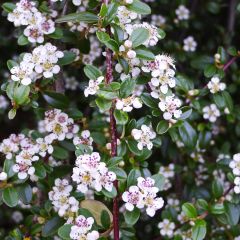 Cotoneaster procumbens Queen of Carpets