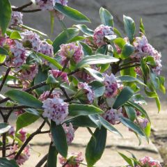 Daphne odora Aureomarginata