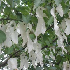 Arbre aux mouchoirs - Davidia involucrata Sonoma