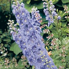 Delphinium Pacific Guinerve - Pied d'Alouette vivace