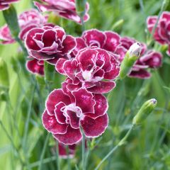 Dianthus allwoodii Romeo - Oeillet mignardise pourpre à centre brun et blanc