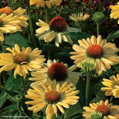 Echinacea Aloha - Echinacée