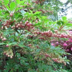 Enkianthus campanulatus - Andromède campanulée