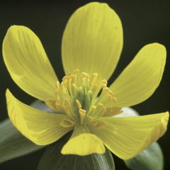 Eranthis hyemalis - Helléborine