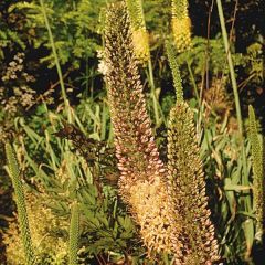 Eremurus Brun - Lis des steppes