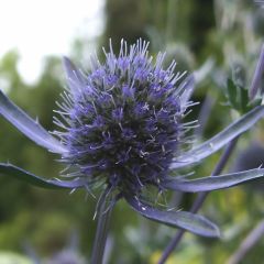 Eryngium planum - Panicaut