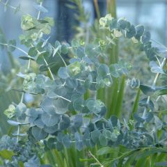 Eucalyptus Baby Blue - Gommier argenté