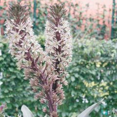 Eucomis Burgundy Wine