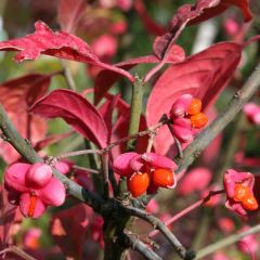 Euonymus europaeus Red Cascade - Fusain d'Europe