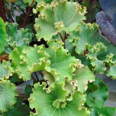 Farfugium japonicum Crispata - Plante Panthère