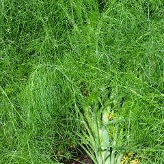 Fenouil sauvage non bulbeux NT - Ferme de Sainte Marthe