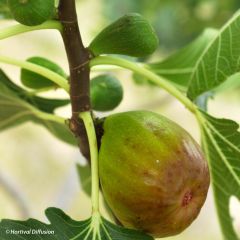 Figuier Goutte d'Or