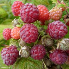 Framboisier remontant Blissy ou Autumn Bliss - Rubus ideaus