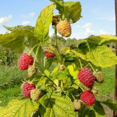 Framboisier Groovy - Rubus idaeus