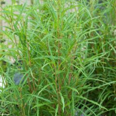 Rhamnus frangula Fine Line - Bourdaine, Frangula alnus