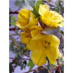 Frémontodendron 'California Glory'