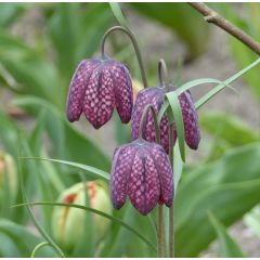 Fritillaire pintade - Fritillaria meleagris 