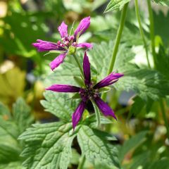 Geranium vivace Catherine Deneuve