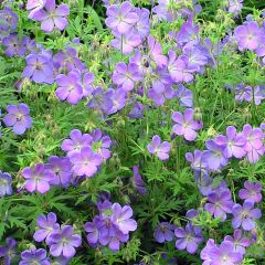 Geranium vivace Johnson's blue