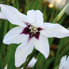 Glaieul d'Abyssinie - Gladiolus callianthus