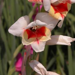 Glaïeul ou Gladiolus papillon Lorena