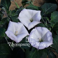 Graines de Datura meteloides Evening Fragrance