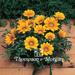 Graines de Gazania Kiss Gold F1