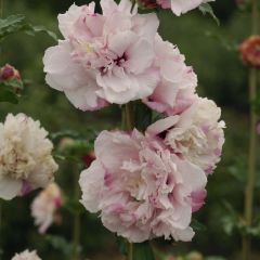 Hibiscus syriacus French Cabaret Pastel - Althéa blanc rose double