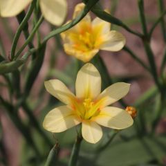 Homeria ochroleuca - Tulipe du Cap