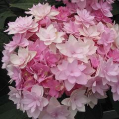 Hortensia - Hydrangea macrophylla You and Me Romance