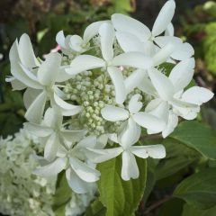 Hydrangea paniculata Great Star Le Vasterival - Hortensia paniculé