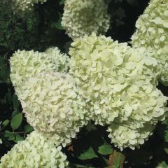 Hydrangea paniculata Limelight - Hortensia paniculé