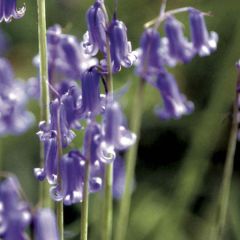 Jacinthe des Bois - Scille Nutans