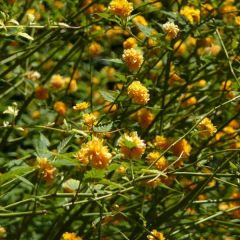 Kerria Japonica Pleniflora en pochette