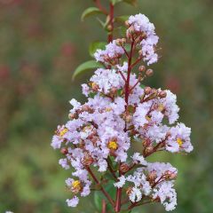 Lagerstroemia Camaïeu d'Eté - Lilas des Indes