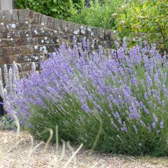 Lavande angustifolia Munstead