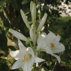 Lis candidum ou Lis de la Vierge