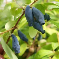 Lonicera kamtschatica Eisbär - Baie de Mai