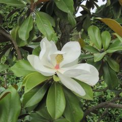 Magnolia grandiflora Galissonière