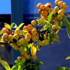 Pommier d'ornement - Malus Golden Hornet