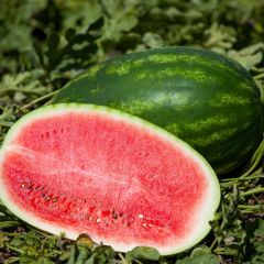 Pastèque Charleston Grey NT (Melon d'eau) - Ferme de Sainte Marthe