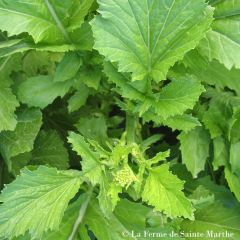 Moutarde Green Serifon Bio - Ferme de Sainte Marthe