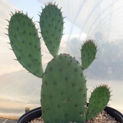 Opuntia laevis - Cactus raquette