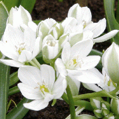 Ornithogalum balansae - Ornithogale