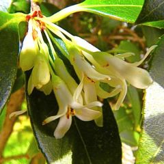 Osmanthus burkwoodii