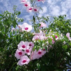 Pandorea jasminoïdes Rosea - Bignone faux jasmin