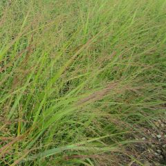 Panic érigé - Panicum virgatum Rehbraun