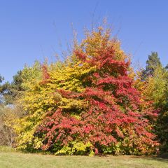 Arbre de fer - Parrotia persica