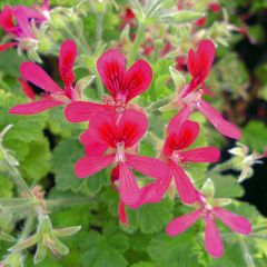 Pelargonium - Géranium parfumé Concolor Lace en pot